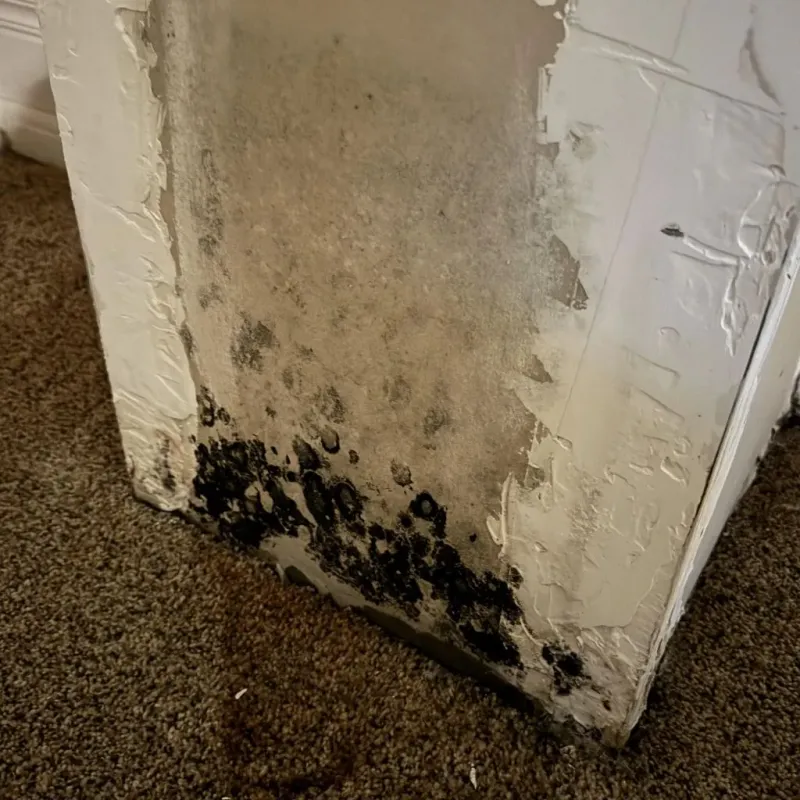 Professional Mold Removal in Ridgway, PA